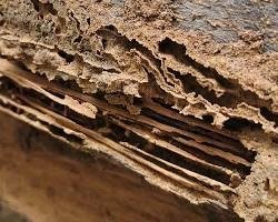 O que atrai cupim para dentro de casa em Bauru