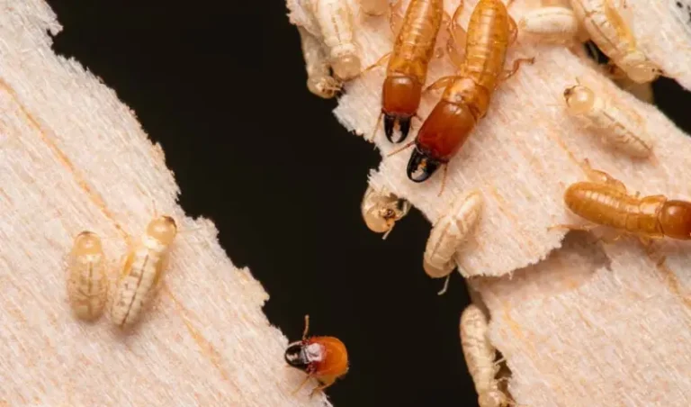 Descupinizacao em bauru