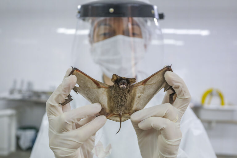 dedetizadora de morcegos meio ambiente