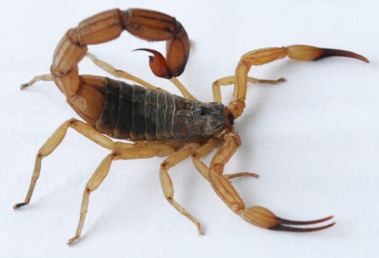 dedetizadora escorpião