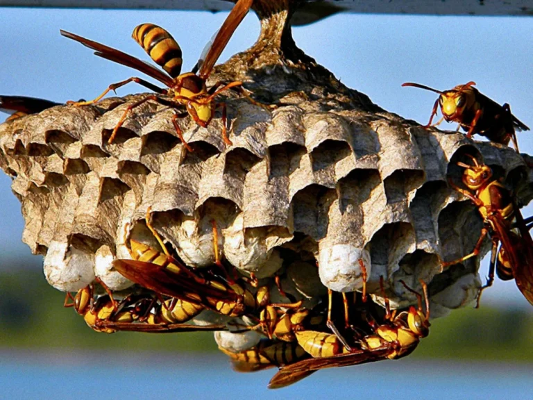Vespas ou Marimbondos bauruVespas ou Marimbondos bauru