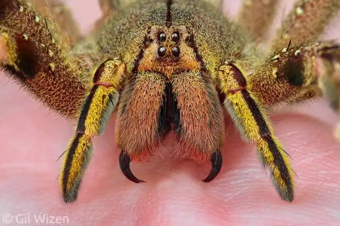 dedetização aranhas bauru