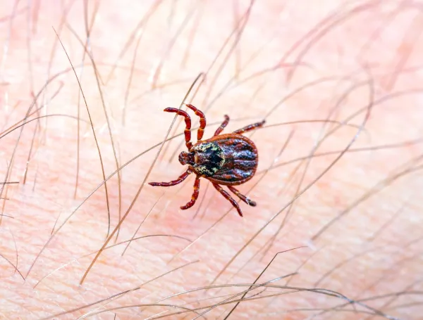 dedetizadora carrapatos bauru