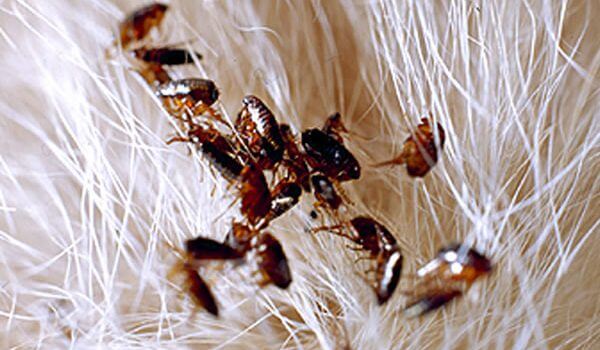 dedetizadora pulgasdedetizadora pulgas