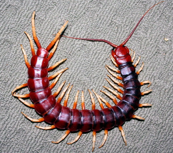 desissetização lacraia bauru